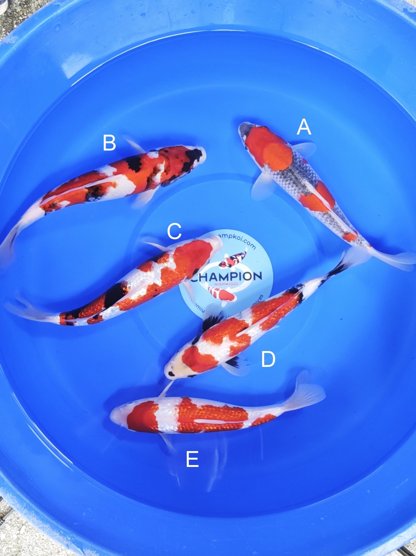 Koi fish for sale — 25-30 cm Ogata Goshiki at ChampKoi