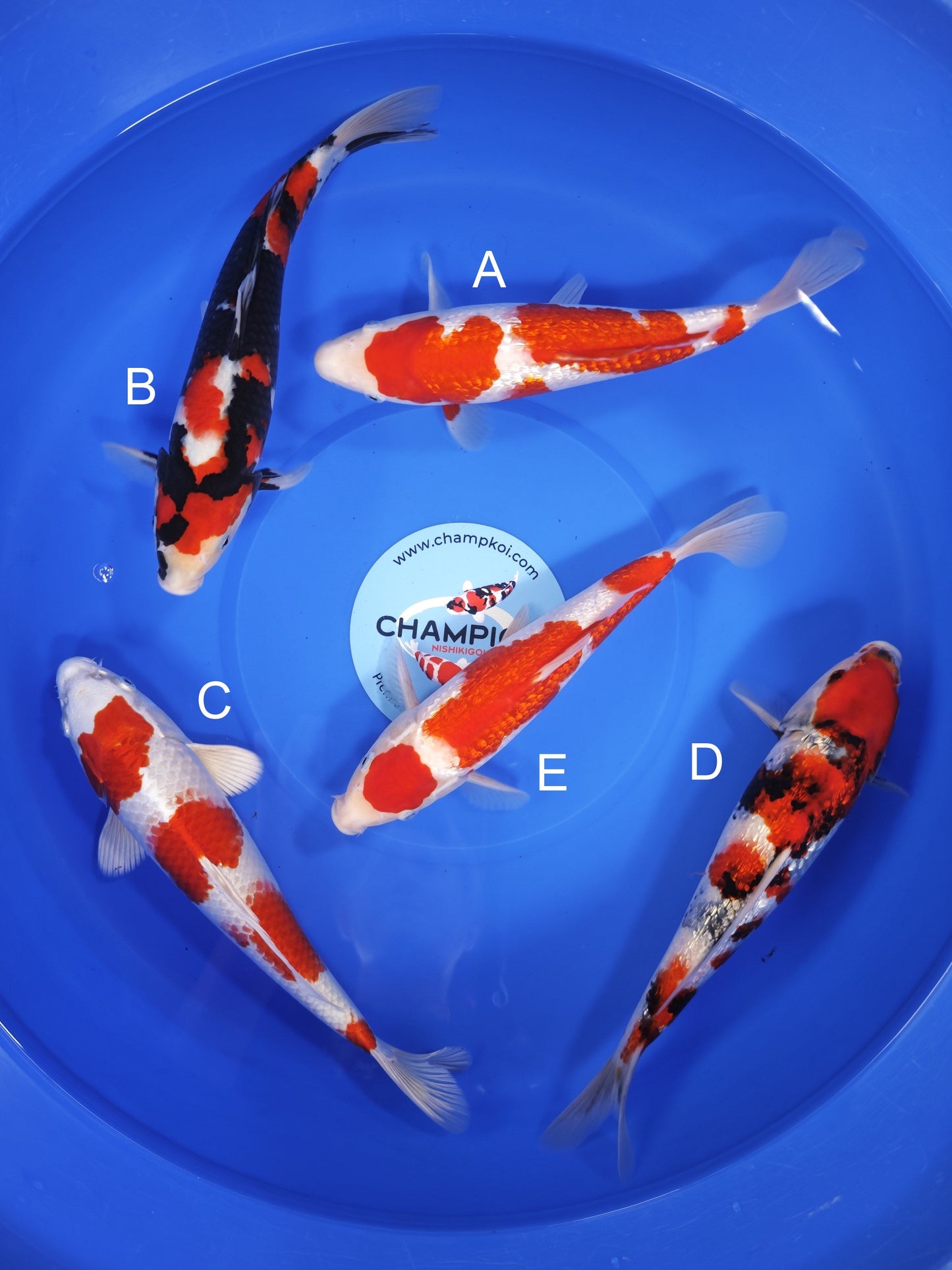 Koi fish for sale — 25-30 cm Ogata Ginrin Kohaku at ChampKoi