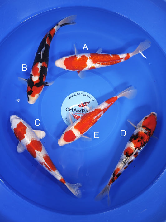 Koi fish for sale — 25-30 cm Ogata Ginrin Kohaku at ChampKoi