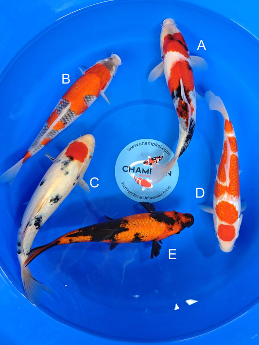Koi fish for sale — 25-30 cm Ogata Showa at ChampKoi