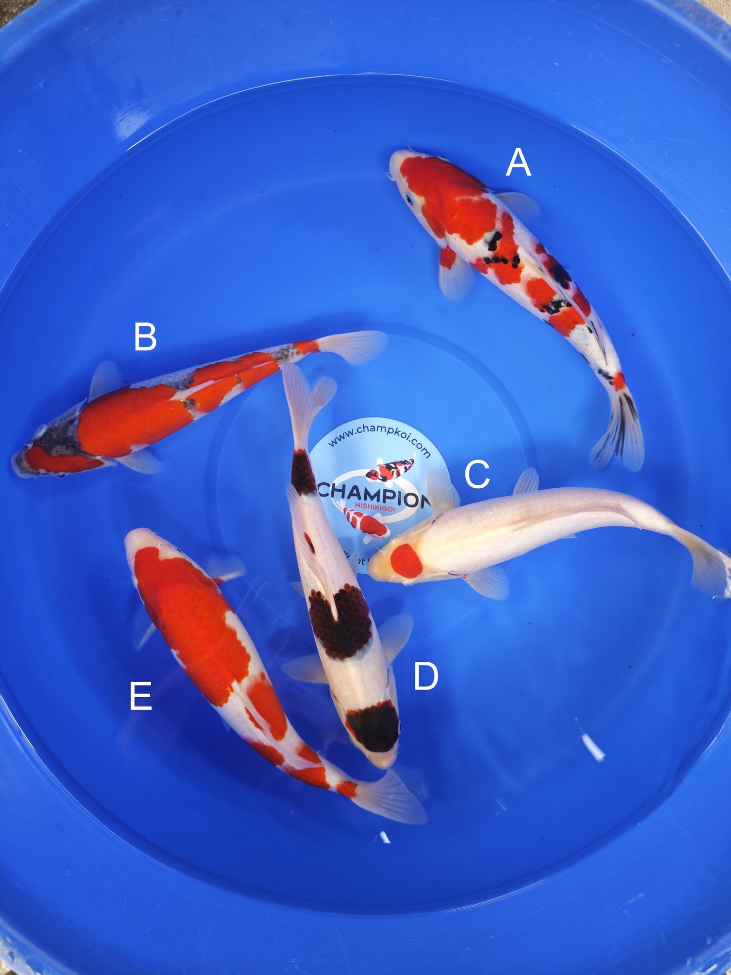 Koi fish for sale — 25-30 cm Ogata Sanke at ChampKoi
