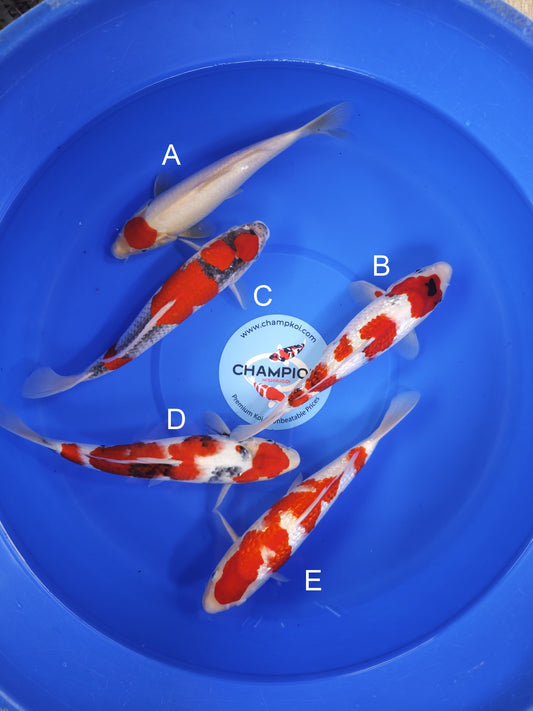 Koi fish for sale — 25-30 cm Ogata Tancho Kohaku at ChampKoi