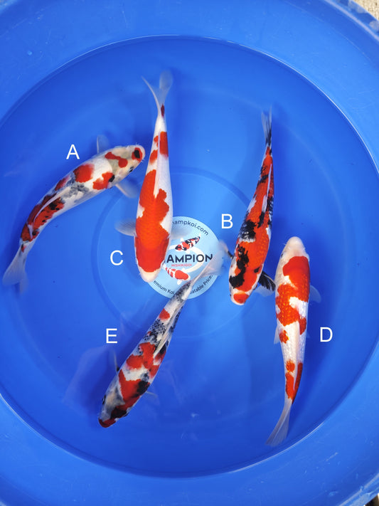 Koi fish for sale — 25-30 cm Ogata Showa at ChampKoi