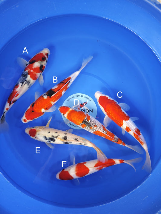 Koi fish for sale — 25-30 cm Ogata Showa at ChampKoi