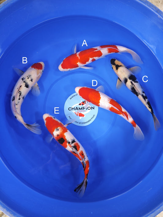 Koi fish for sale — 25-30 cm Ogata Kohaku at ChampKoi