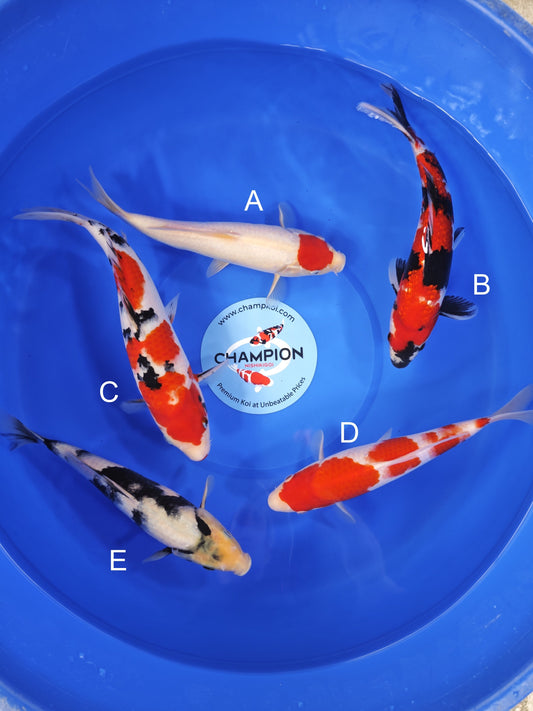 Koi fish for sale — 25-30 cm Ogata Tancho Kohaku at ChampKoi