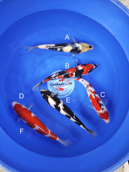 Koi fish for sale — 25-30 cm Ogata Shiro Utsuri at ChampKoi
