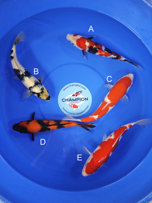 Koi fish for sale — 25-30 cm Ogata Showa at ChampKoi