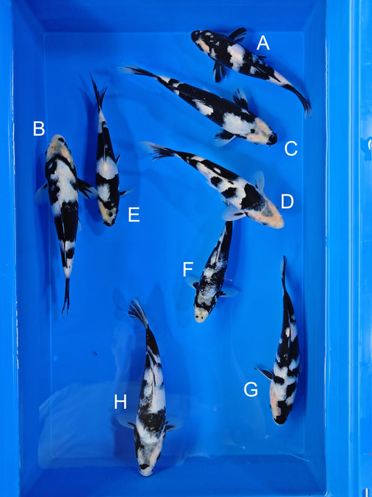 Koi fish for sale — 18-22 cm Ogata Shiro Utsuri at ChampKoi