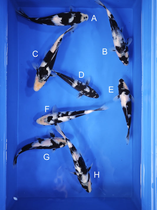 Koi fish for sale — 18-22 cm Ogata Shiro Utsuri at ChampKoi