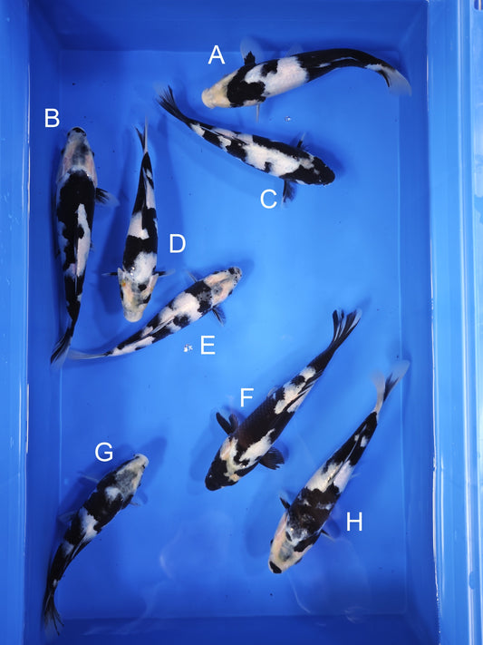 Koi fish for sale — 18-22 cm Ogata Shiro Utsuri at ChampKoi