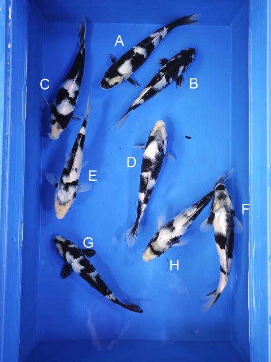 Koi fish for sale — 18-22 cm Ogata Shiro Utsuri at ChampKoi