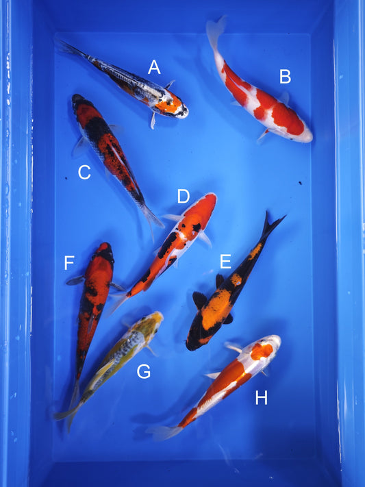Koi fish for sale — 18-22 cm Ogata Beni Kikokuryu at ChampKoi