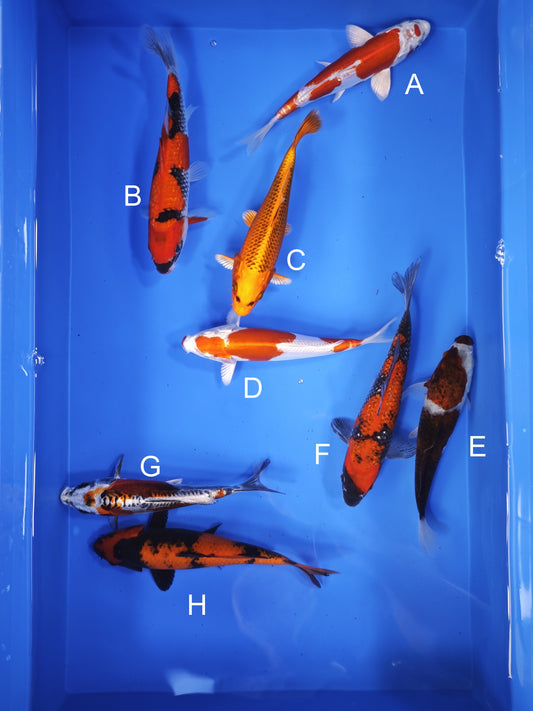 Koi fish for sale — 18-22 cm Ogata Kikusui at ChampKoi