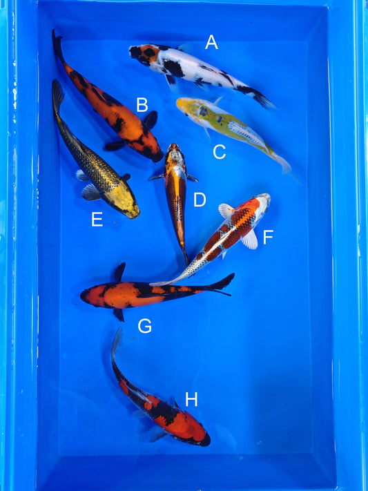 Koi fish for sale — 18-22 cm Ogata Tancho Showa at ChampKoi