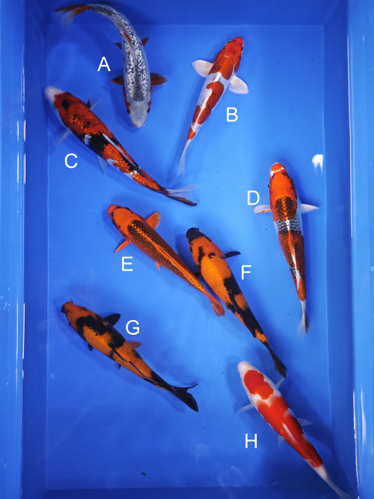 Koi fish for sale — 18-22 cm Ogata Ginrin Asagi at ChampKoi