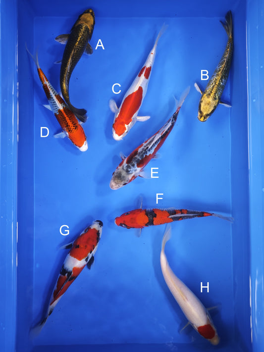 Koi fish for sale — 18-22 cm Ogata Sumibuki at ChampKoi
