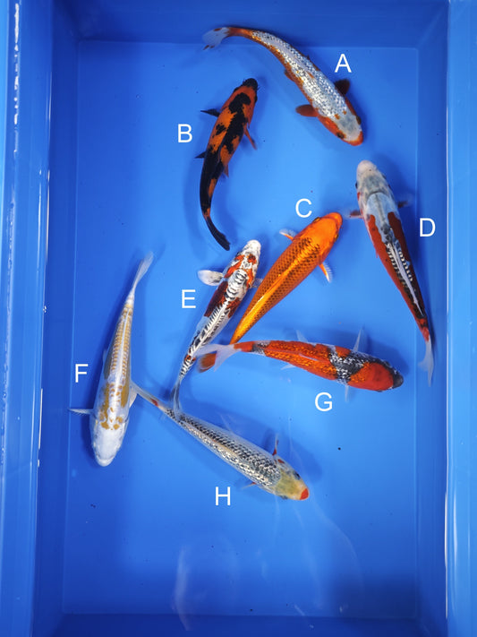 Koi fish for sale — 18-22 cm Ogata Ginrin Asagi at ChampKoi