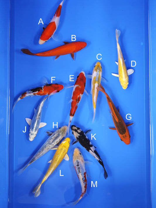 Koi fish for sale — 16-18 cm Ogata Koi at ChampKoi