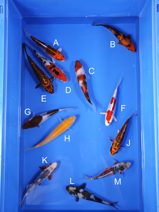 Koi fish for sale — 16-18 cm Ogata Koi at ChampKoi