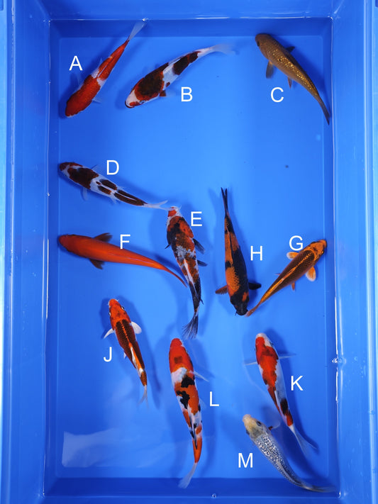 Koi fish for sale — 16-18 cm Ogata Koi at ChampKoi