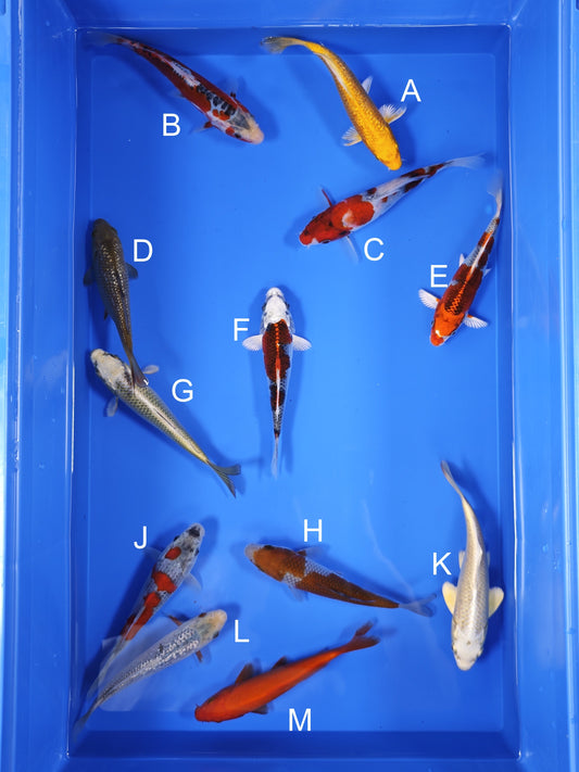 Koi fish for sale — 16-18 cm Ogata Koi at ChampKoi