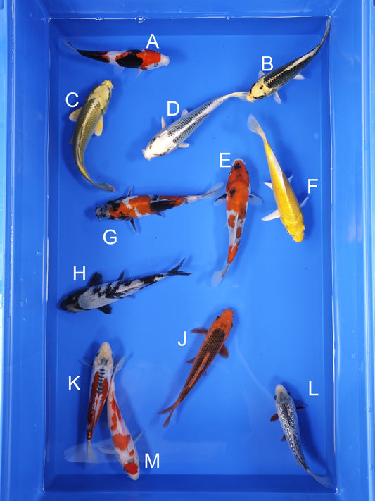 Koi fish for sale — 16-18 cm Ogata Koi at ChampKoi