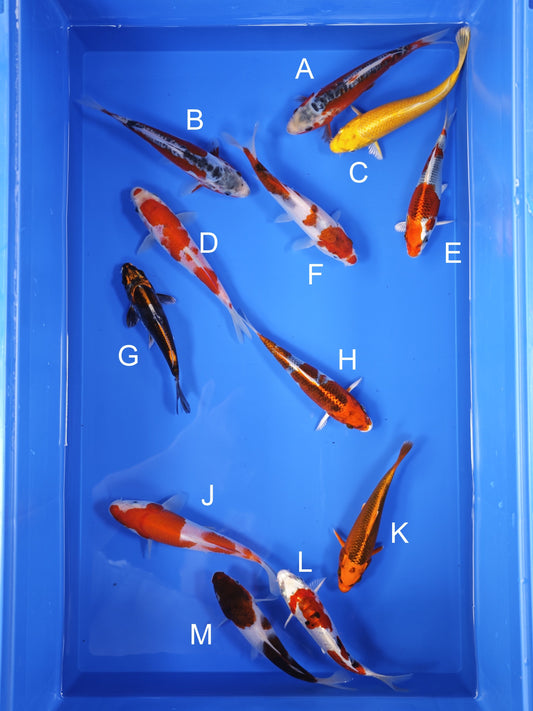 Koi fish for sale — 16-18 cm Ogata Koi at ChampKoi