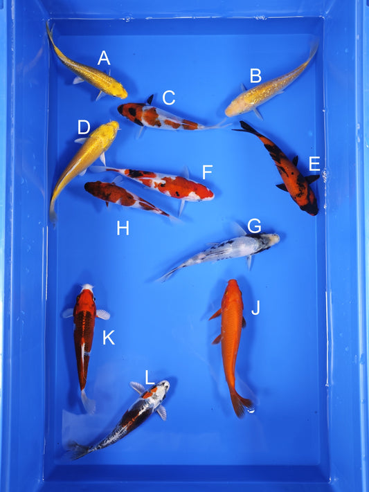 Koi fish for sale — 16-18 cm Ogata Koi at ChampKoi