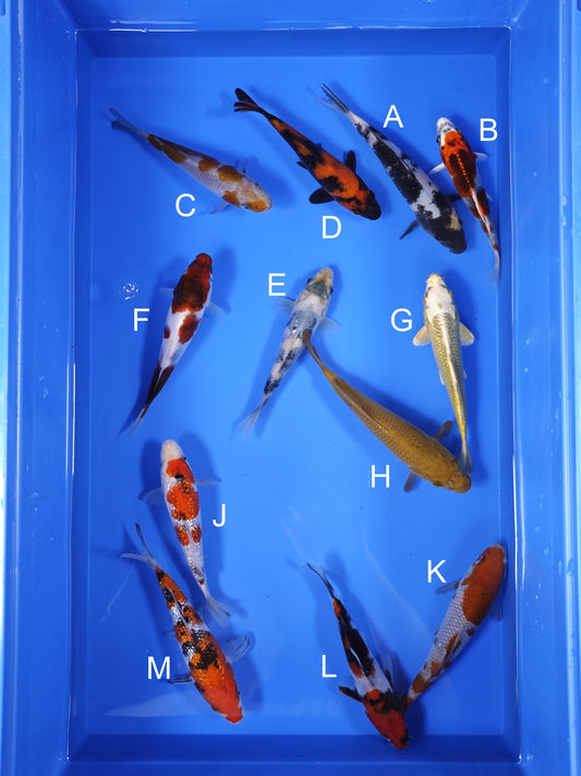 Koi fish for sale — 16-18 cm Ogata Koi at ChampKoi