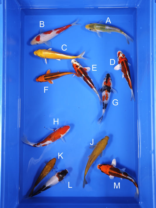 Koi fish for sale — 16-18 cm Ogata Koi at ChampKoi