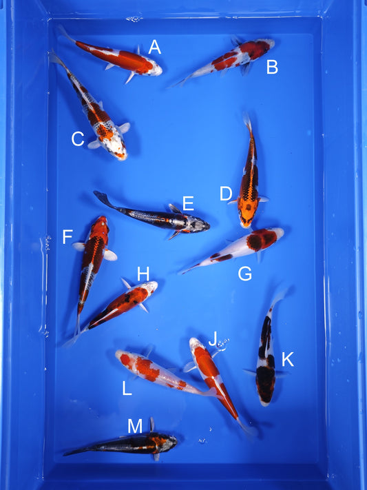 Koi fish for sale — 16-18 cm Ogata Koi at ChampKoi