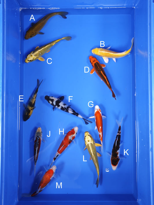 Koi fish for sale — 16-18 cm Ogata Koi at ChampKoi
