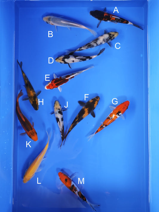 Koi fish for sale — 13-16 cm Ogata Koi at ChampKoi