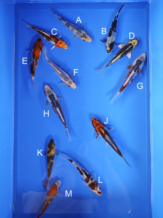 Koi fish for sale — 13-16 cm Ogata Koi at ChampKoi