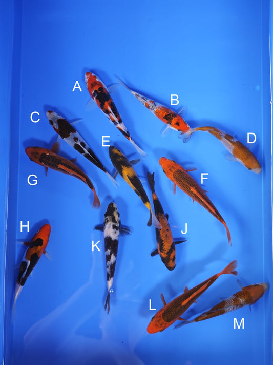 Koi fish for sale — 13-16 cm Ogata Koi at ChampKoi