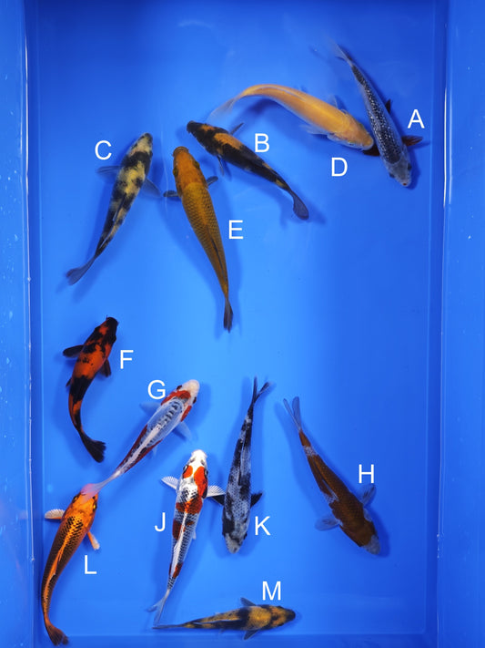 Koi fish for sale — 13-16 cm Ogata Koi at ChampKoi