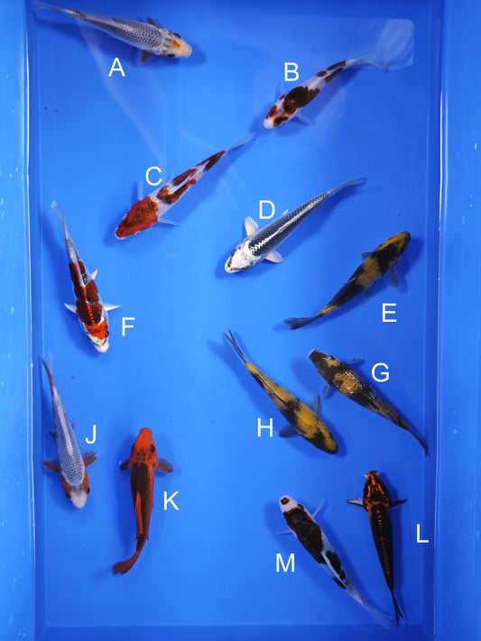 Koi fish for sale — 13-16 cm Ogata Koi at ChampKoi