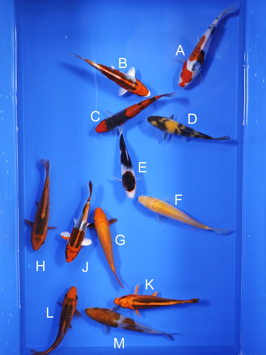 Koi fish for sale — 13-16 cm Ogata Koi at ChampKoi