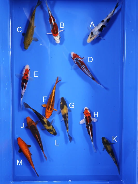 Koi fish for sale — 13-16 cm Ogata Koi at ChampKoi