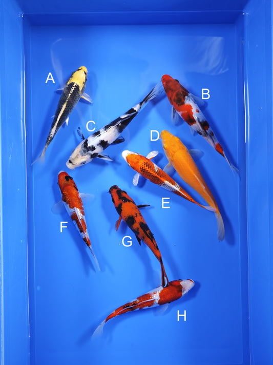 Koi fish for sale — 18-22 cm Ogata Koi at ChampKoi