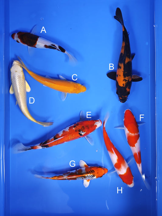 Koi fish for sale — 18-22 cm Ogata Koi at ChampKoi
