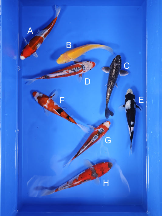 Koi fish for sale — 18-22 cm Ogata Koi at ChampKoi