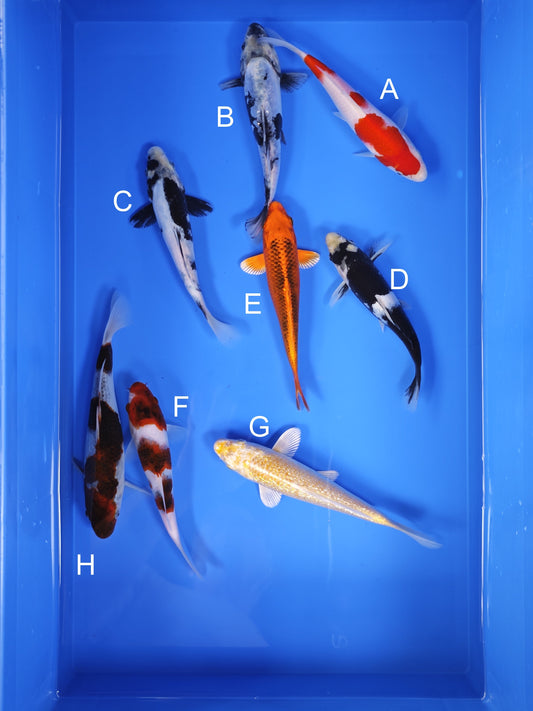 Koi fish for sale — 18-22 cm Ogata Koi at ChampKoi