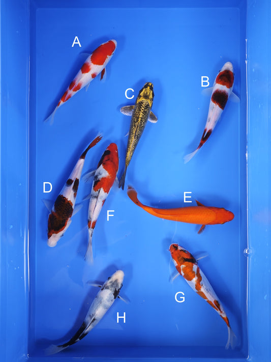 Koi fish for sale — 18-22 cm Ogata Koi at ChampKoi