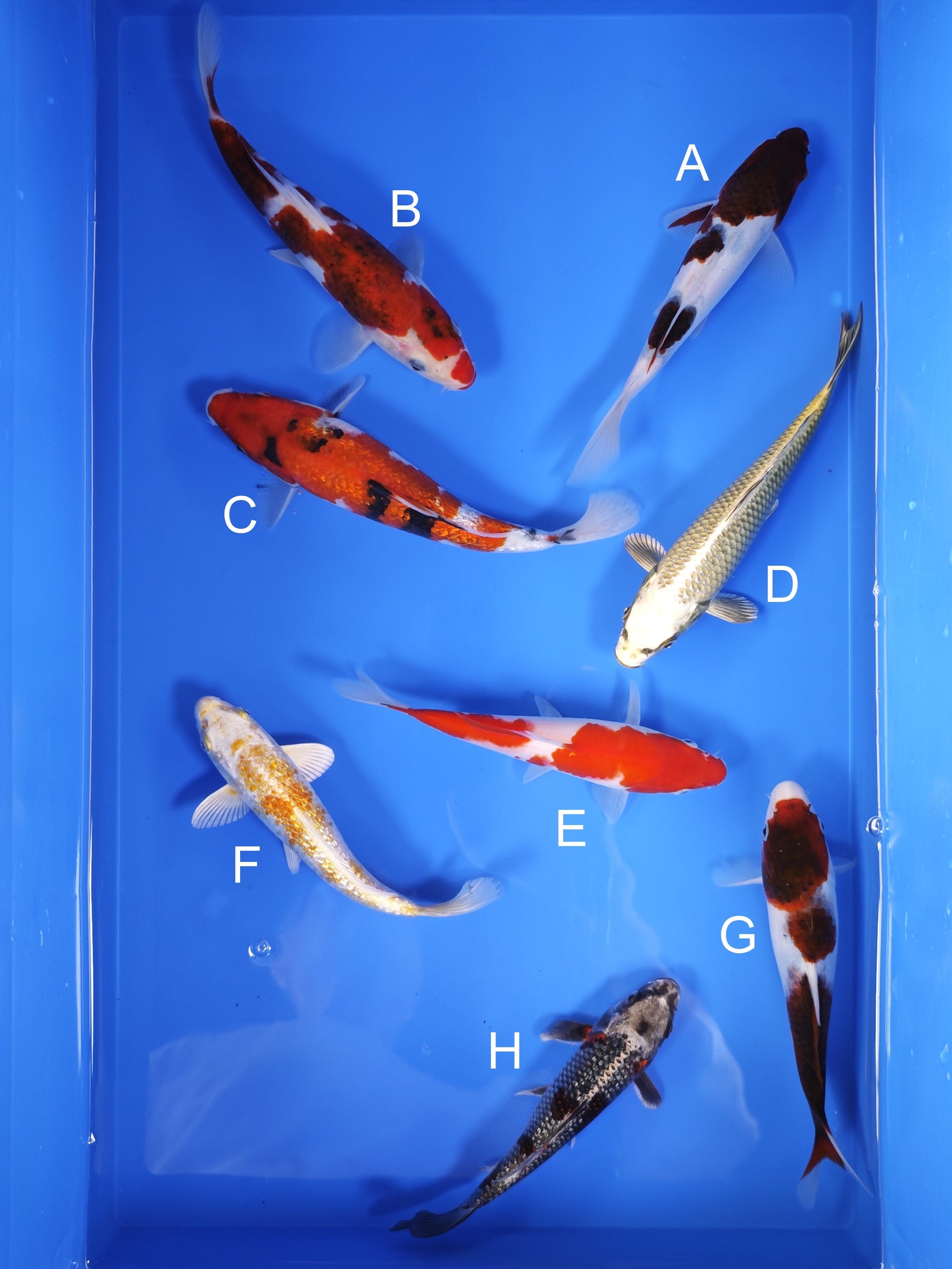 Koi fish for sale — 18-22 cm Ogata Koi at ChampKoi