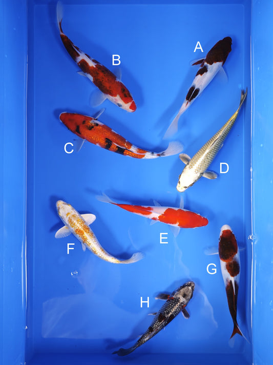 Koi fish for sale — 18-22 cm Ogata Koi at ChampKoi