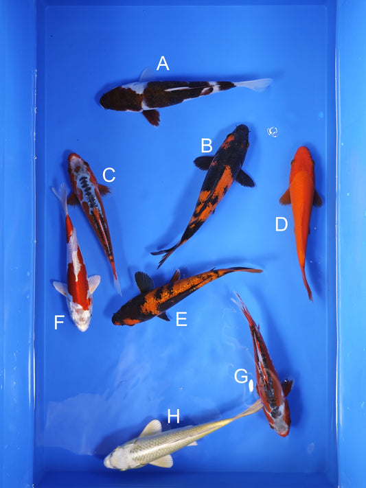 Koi fish for sale — 18-22 cm Ogata Koi at ChampKoi