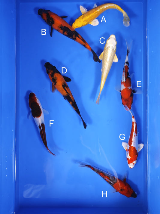 Koi fish for sale — 18-22 cm Ogata Koi at ChampKoi