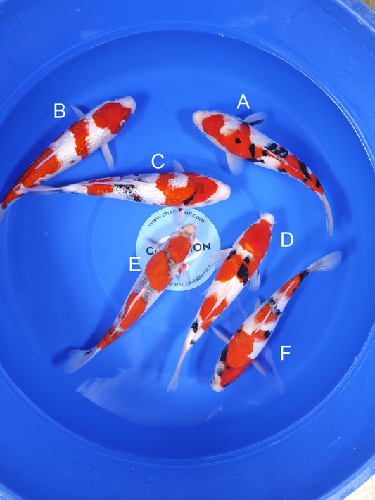 Koi fish for sale — 25-30 cm Ogata Sanke at ChampKoi